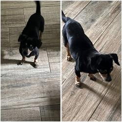 Found/Stray Female Dog last seen Firestone Corpus Christi, Corpus Christi, TX 78401