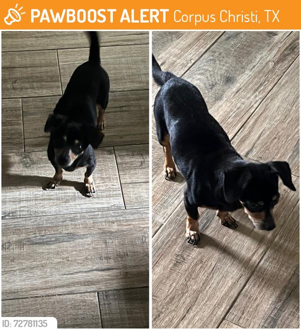 Found/Stray Female Dog last seen Firestone Corpus Christi, Corpus Christi, TX 78401