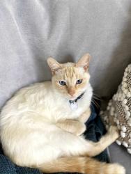 Lost Male Cat last seen Bevelhymer & Kean, Westerville, OH 43081
