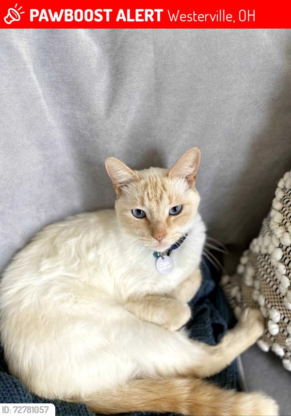 Lost Male Cat last seen Bevelhymer & Kean, Westerville, OH 43081