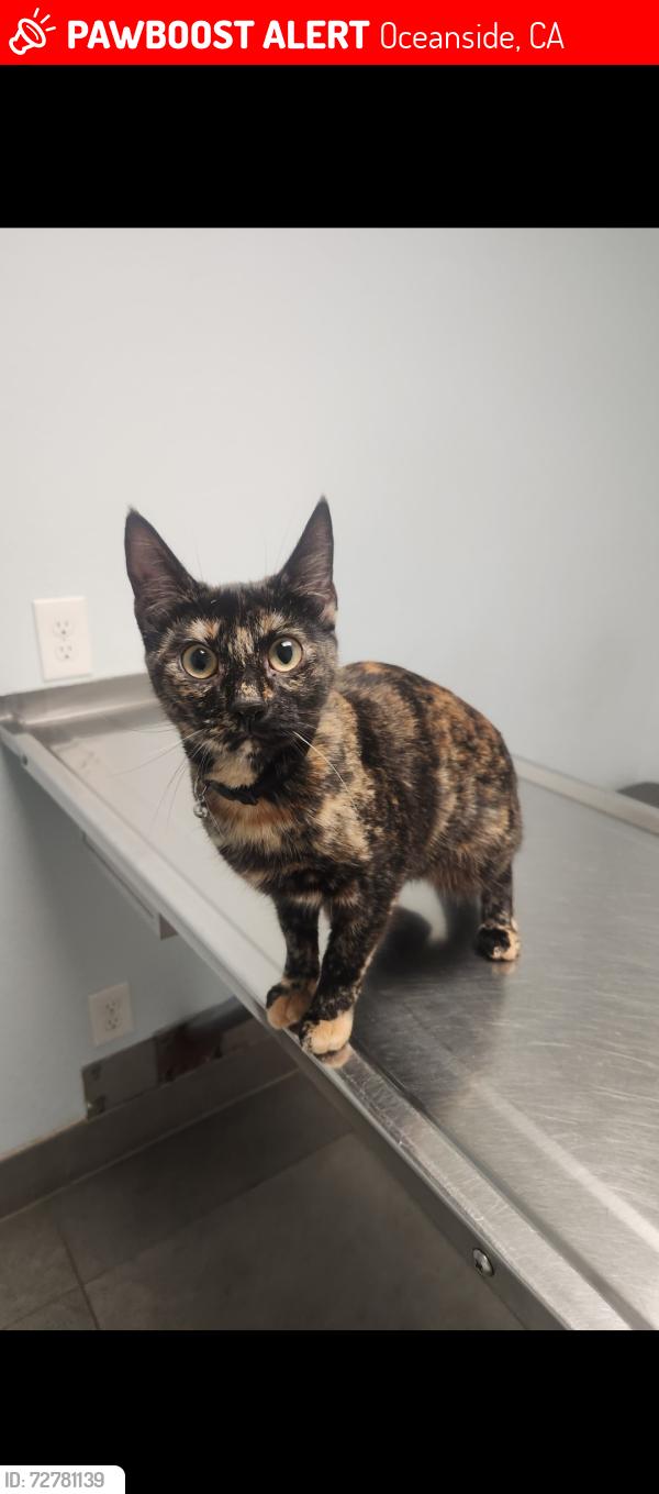 Lost Female Cat last seen Roselle, Oceanside, CA 92056