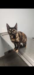 Lost Female Cat last seen Roselle, Oceanside, CA 92056