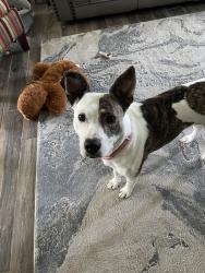 Lost Female Dog last seen Hurst, Burleson, TX 76028