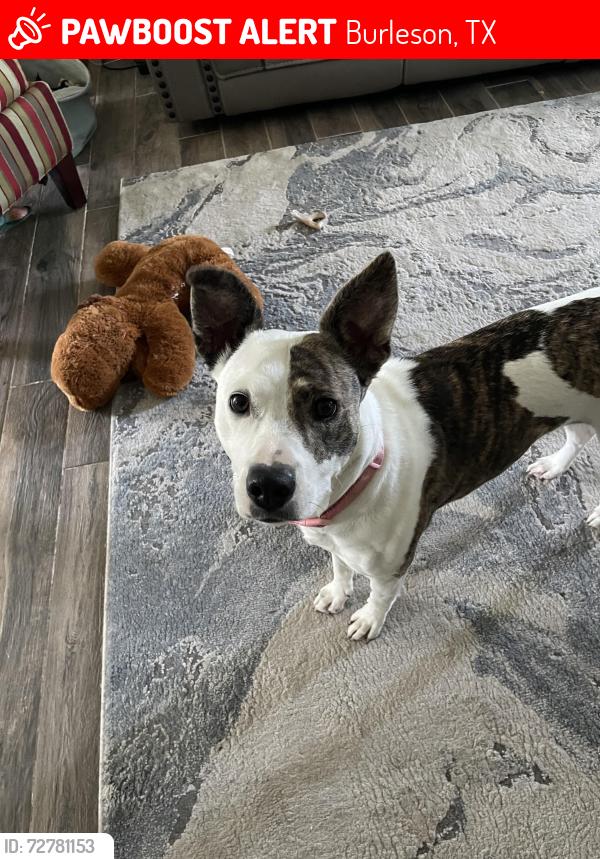 Lost Female Dog last seen Hurst, Burleson, TX 76028