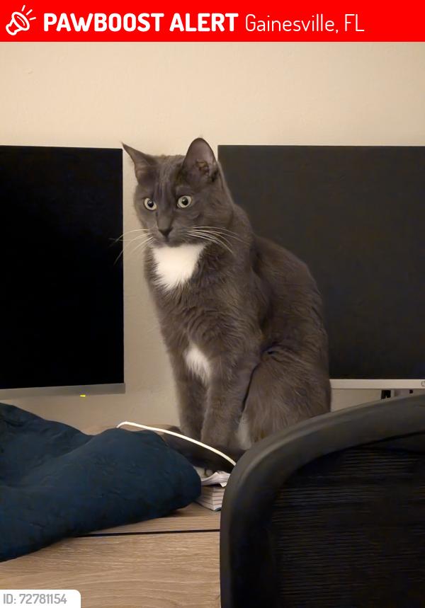 Lost Male Cat last seen Polos apmts, Gainesville, FL 32608