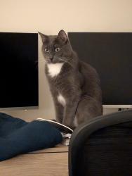 Lost Male Cat last seen Polos apmts, Gainesville, FL 32608