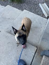 Found/Stray Unknown Dog last seen Found at Edge DTC, Denver, CO 80237