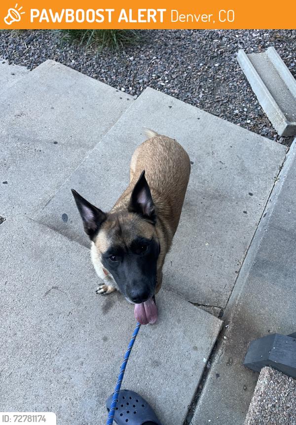 Found/Stray Unknown Dog last seen Found at Edge DTC, Denver, CO 80237
