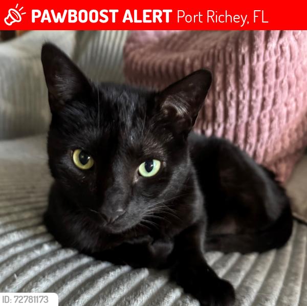 Lost Male Cat last seen Jasmine and Notta, Port Richey, FL 34668
