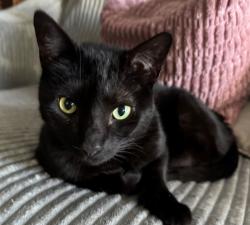 Lost Male Cat last seen Jasmine and Notta, Port Richey, FL 34668
