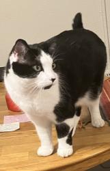 Reunited Female Cat last seen 8th and 9th ave. (lost on N. Emerson St.), Denver, CO 80218