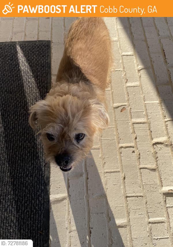 Found/Stray Male Dog last seen Holly Springs Road , Cobb County, GA 30062