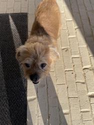 Found/Stray Male Dog last seen Holly Springs Road , Cobb County, GA 30062