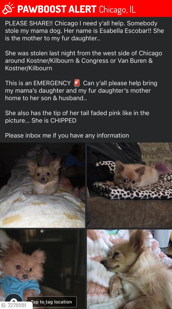 Lost Female Dog last seen Kilbourn & Congress , Chicago, IL 60624