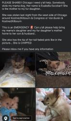 Lost Female Dog last seen Kilbourn & Congress , Chicago, IL 60624