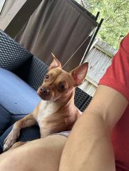 Found/Stray Male Dog last seen near lil peas and sprouts daycare, San Antonio, TX 78250