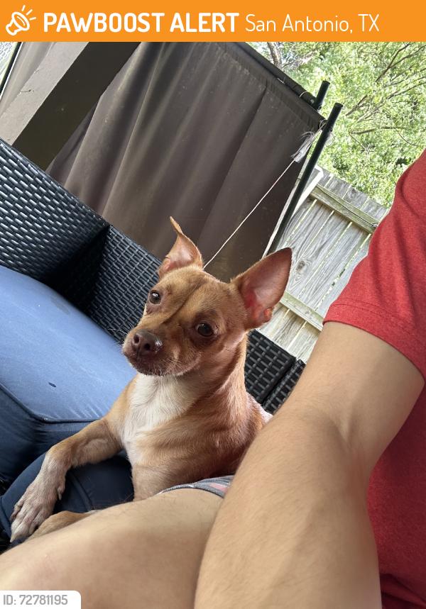 Found/Stray Male Dog last seen near lil peas and sprouts daycare, San Antonio, TX 78250
