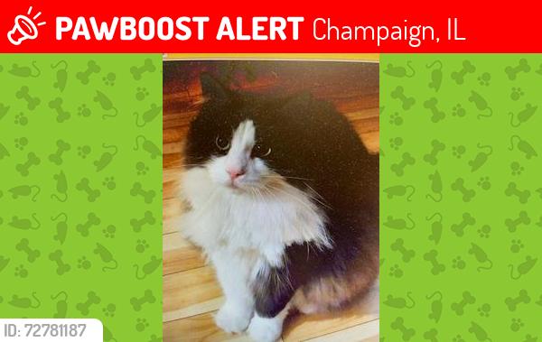 Lost Female Cat last seen Near Luria Lane, Champaign, IL 61822