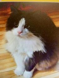 Lost Female Cat last seen Near Luria Lane, Champaign, IL 61822