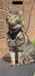 Lost Female Cat last seen Pilot truck stop, South Bend, IN 46628