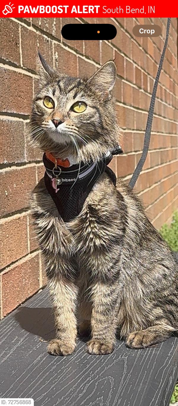 Lost Female Cat last seen Pilot truck stop, South Bend, IN 46628