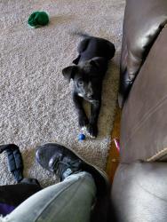 Found/Stray Female Dog last seen Found around Fulton and Belmont , Fresno, CA 93703