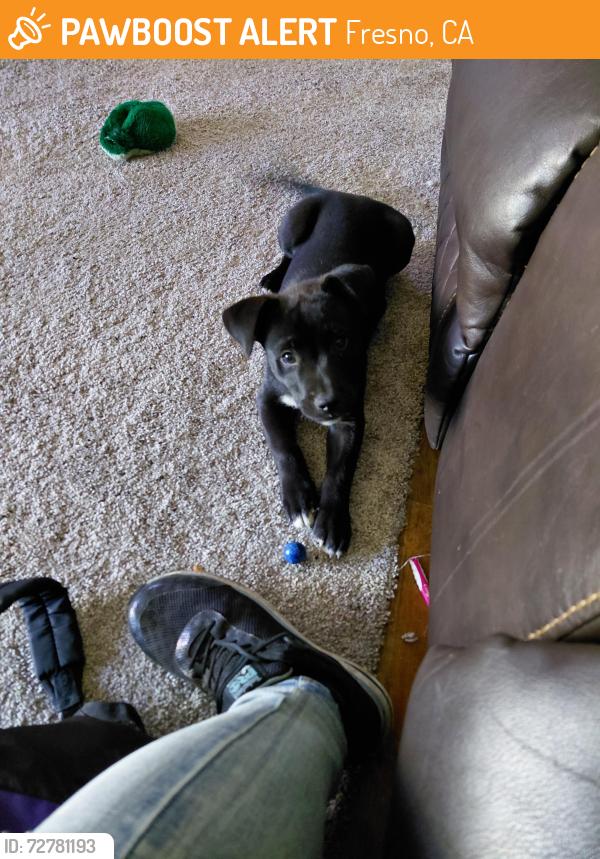 Found/Stray Female Dog last seen Found around Fulton and Belmont , Fresno, CA 93703