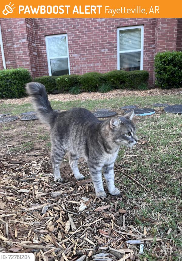 Found/Stray Male Cat last seen The Link & The Greens apmt, Fayetteville, AR 72704