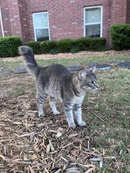 Found/Stray Male Cat last seen The Link & The Greens apmt, Fayetteville, AR 72704