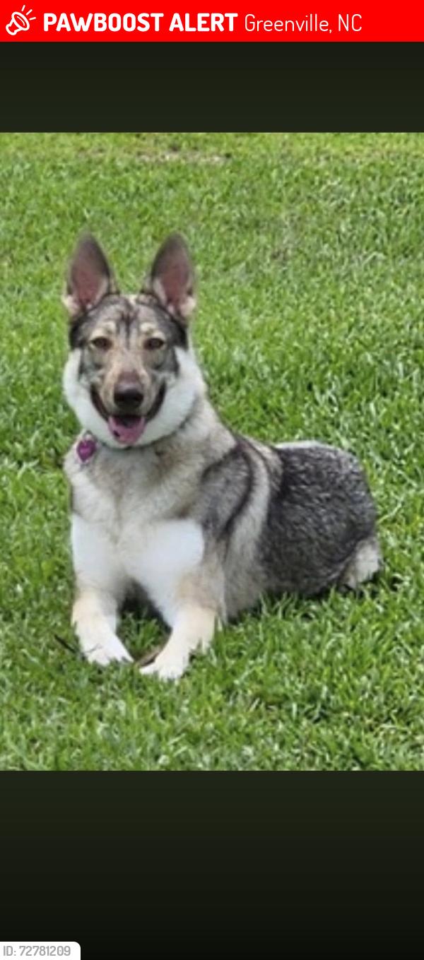 Lost Female Dog last seen Eastern Elementary School , Greenville, NC 27858