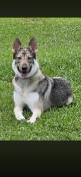Lost Female Dog last seen Eastern Elementary School , Greenville, NC 27858