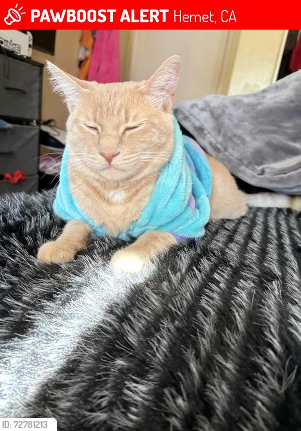 Lost Male Cat last seen galica dr, Hemet, CA 92544