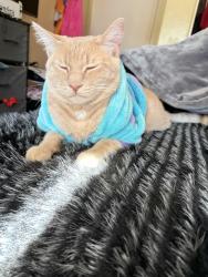Lost Male Cat last seen galica dr, Hemet, CA 92544