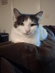 Lost Female Cat last seen Minnesota rd and Ontario St in corona, Corona, CA 92881