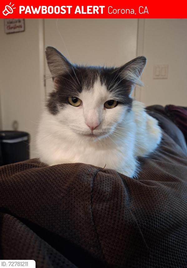 Lost Female Cat last seen Minnesota rd and Ontario St in corona, Corona, CA 92881