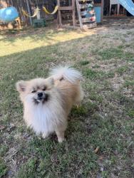 Found/Stray Male Dog last seen Strathmore, Strathmore, CA 93267