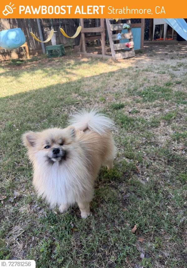 Found/Stray Male Dog last seen Strathmore, Strathmore, CA 93267