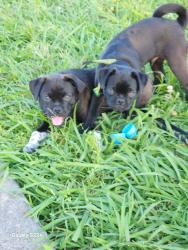Lost Male Dog last seen Cesar chavez y wayside, Houston, TX 77011
