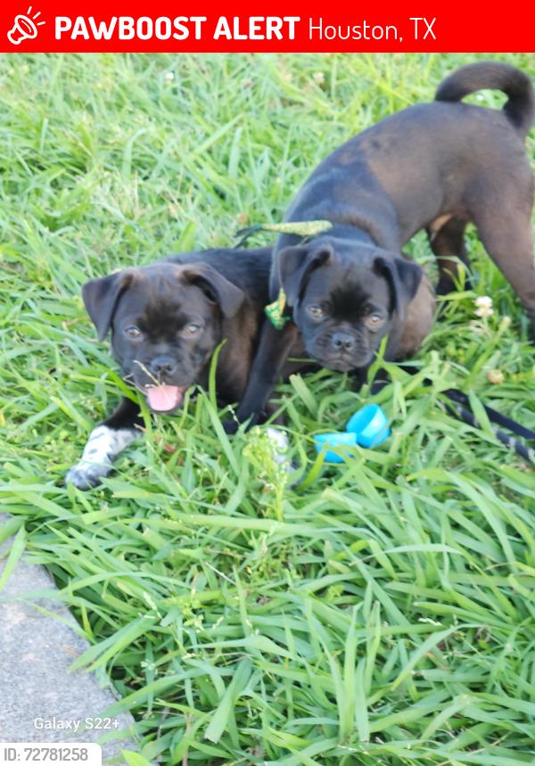 Lost Male Dog last seen Cesar chavez y wayside, Houston, TX 77011