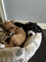 Lost Female Dog last seen Ramona st, Dallas, TX 75216