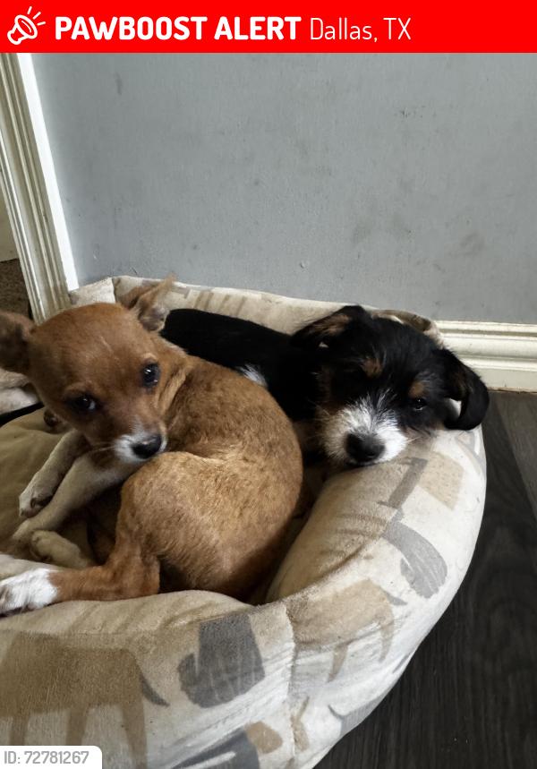 Lost Female Dog last seen Ramona st, Dallas, TX 75216