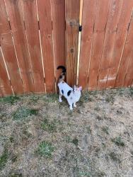 Found/Stray Female Cat last seen Blythewood, sc, Blythewood, SC 29016
