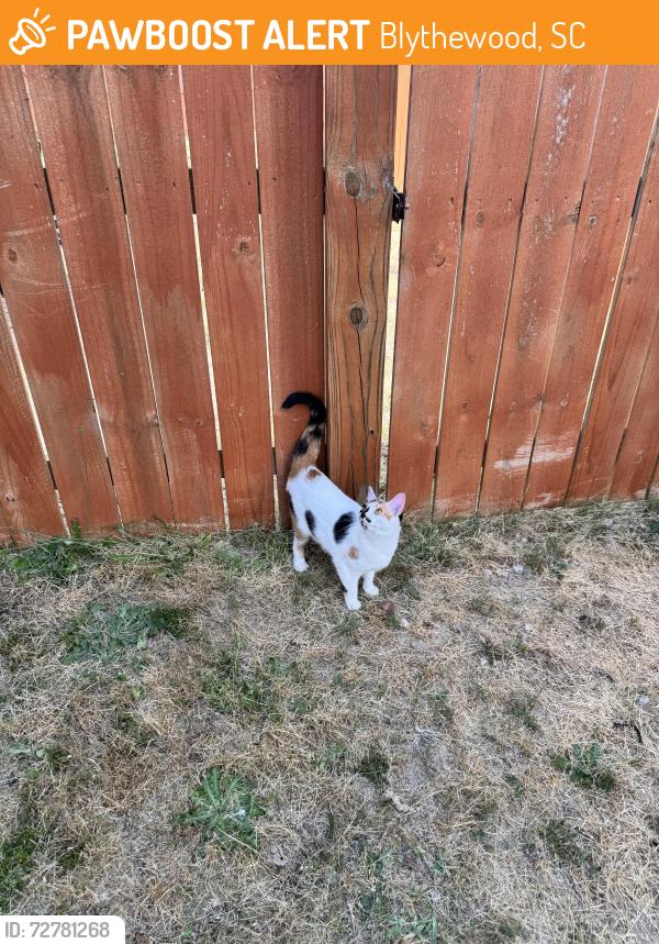 Found/Stray Female Cat last seen Blythewood, sc, Blythewood, SC 29016