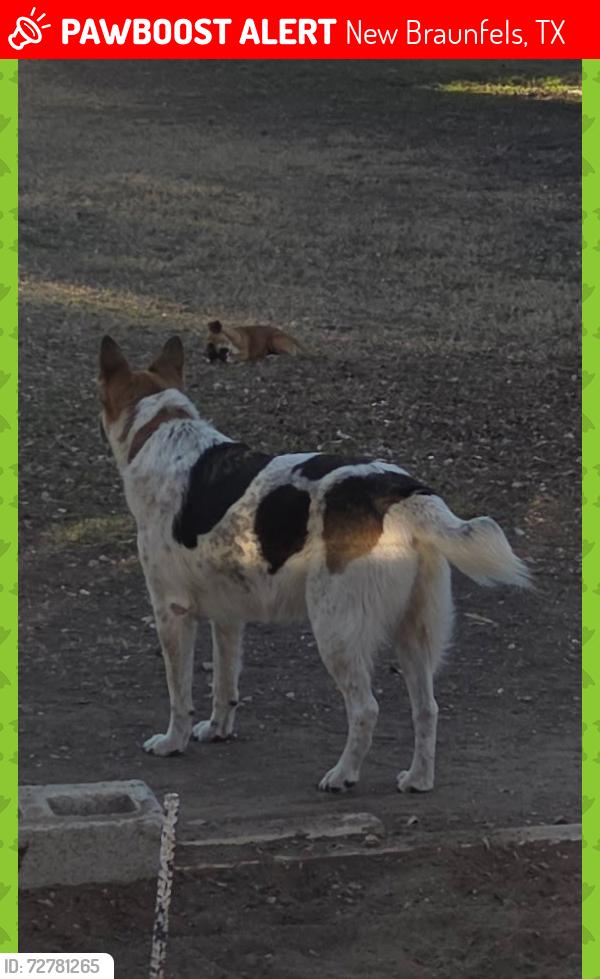 Lost Female Dog last seen Near and lakecreek, New Braunfels, TX 78130