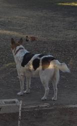Lost Female Dog last seen Near and lakecreek, New Braunfels, TX 78130