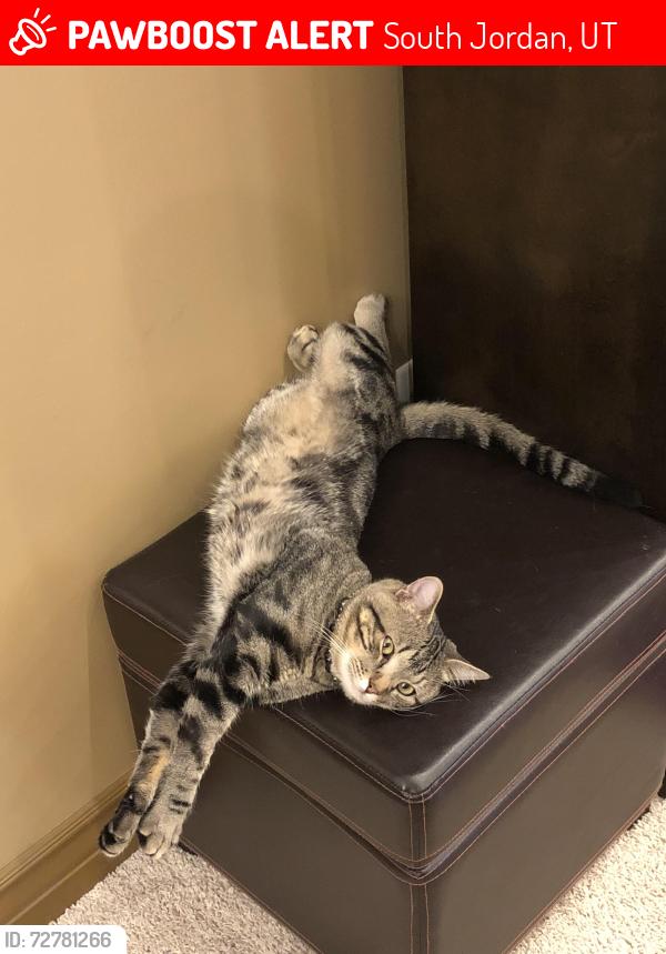 Lost Male Cat last seen Near S and 3500 W, South Jordan, UT 84095