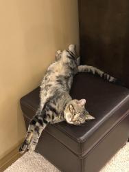 Lost Male Cat last seen Near S and 3500 W, South Jordan, UT 84095