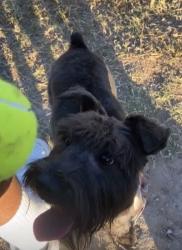 Lost Female Dog last seen Mon mack rd edinburg tx, Edinburg, TX 78541