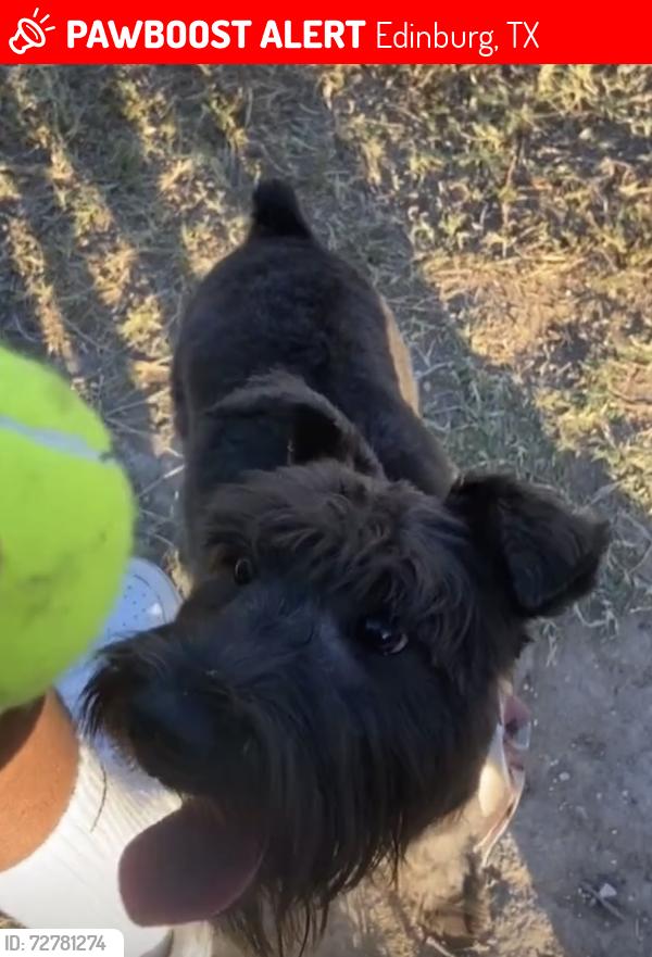Lost Female Dog last seen Mon mack rd edinburg tx, Edinburg, TX 78541