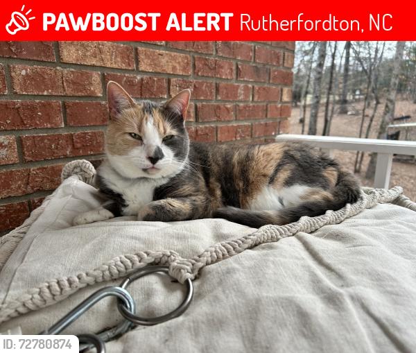 Lost Female Cat last seen Off of Polk County Line Rd near Hwy 108, Rutherfordton, NC 28139